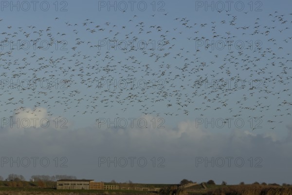 Golden plover (Pluvialis apricaria) adult wader birds in a flock in flight, England, United Kingdom