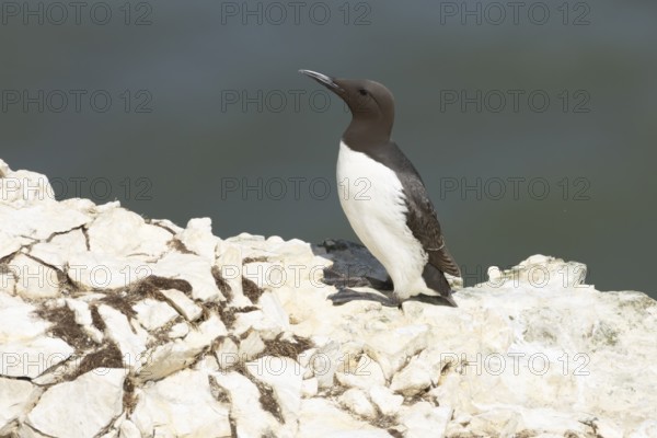Guillemot (Uria aalge) adult sea bird on a cliff top in summer, England, United Kingdom