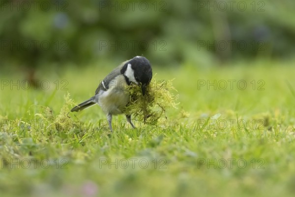 Great tit (Parus major) adult bird collecting moss for nesting material from a garden lawn in springtime, England, United Kingdom