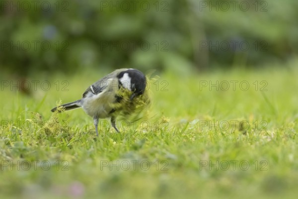 Great tit (Parus major) adult bird collecting moss for nesting material from a garden lawn in springtime, England, United Kingdom