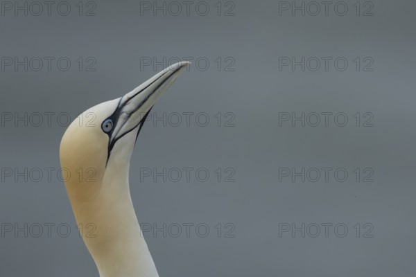 Northern gannet (Morus bassanus) adult sea bird head portrait, England, United Kingdom