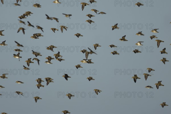 Golden plover (Pluvialis apricaria) adult wader birds in a flock in flight, England, United Kingdom