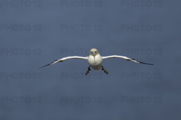 Northern gannet (Morus bassanus) adult sea bird in flight, England, United Kingdom