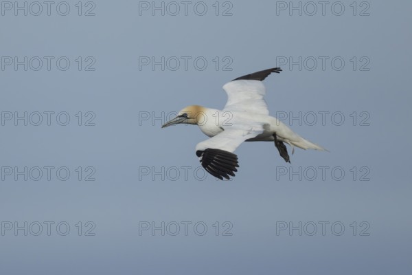 Northern gannet (Morus bassanus) adult sea bird in flight, England, United Kingdom