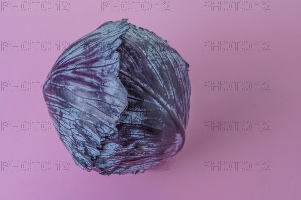 Purple cabbage or red cabbage isolated on a pink background