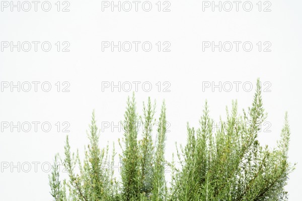 Fresh rosemary branches growing against a clean white wall, creating a simple yet elegant natural backdrop