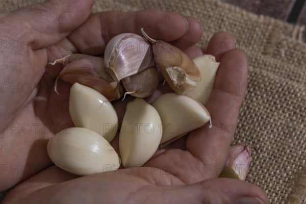 Whole and peeled garlic on wooden board and white background