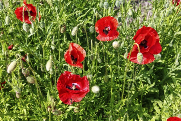 Corn poppy (papaver), Celle medicinal plant garden, show garden for medicinal plants, park, Expo 2000, Celle, Lüneburg Heath, Germany