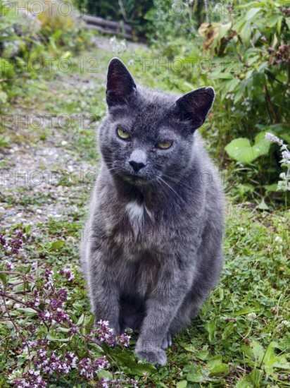 Grey cat sits attentively on green garden ground, surrounded by plants and flowers Lower Austria Austria