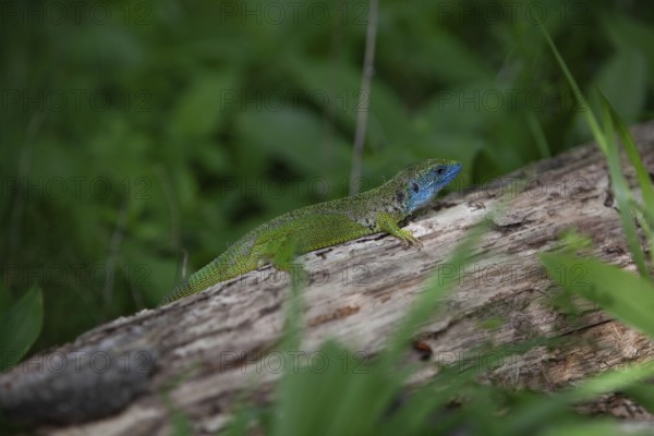 Green lizard with blue head resting on a tree trunk, surrounded by dense plants Lower Austria Austria