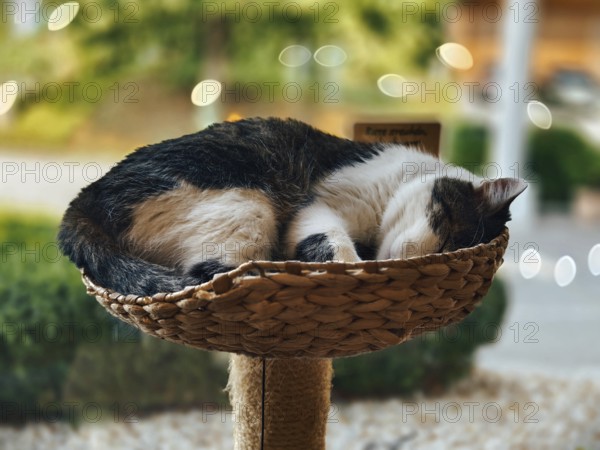 Sleeping cat in a woven basket, surrounded by a calming interior atmosphere Lower Austria Austria