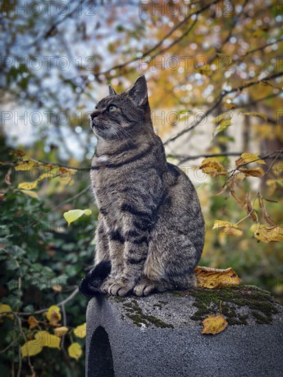 Tabby grey cat sitting in autumn leaves on a stone pedestal, surrounded by colourful foliage Lower Austria Austria