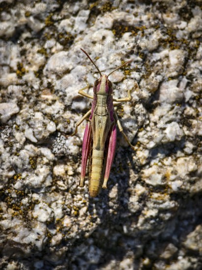 Close-up of a grasshopper in pink and beige colour on a rocky ground Vienna Woods Lower Austria Austria