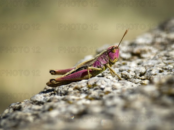 Macro shot of a pink grasshopper sitting on a stone in the sun Vienna Woods Lower Austria Austria
