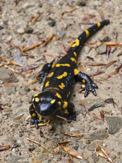 Bird's eye view of a fire salamander on rough ground with scattered leaves Vienna Woods Lower Austria Austria