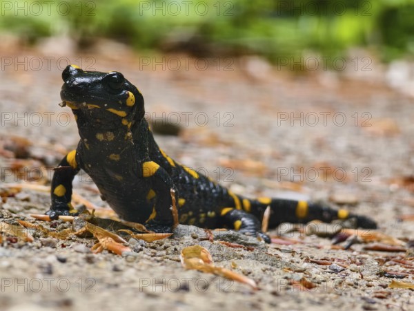 A fire salamander crawls on a ground covered with leaves through nature Vienna Woods Lower Austria Austria