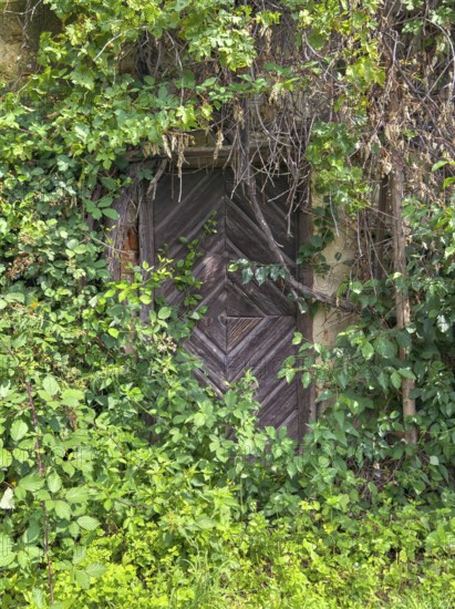 Old wooden door, surrounded by dense greenery and ivy that almost cover it Styria Austria