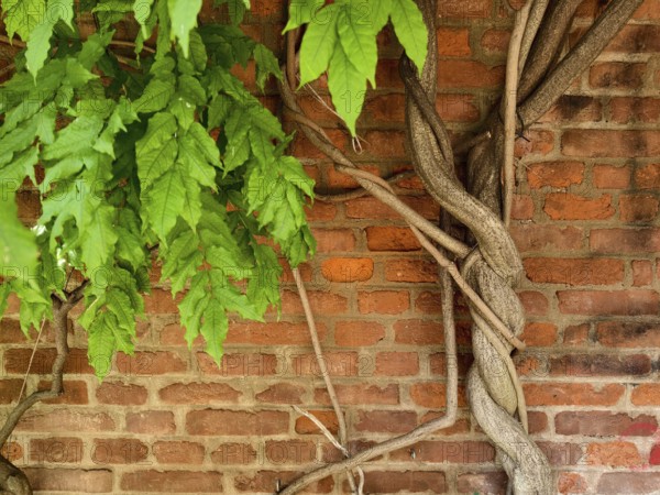 Climbing plant winds its way over a brick wall Graz Styria Austria