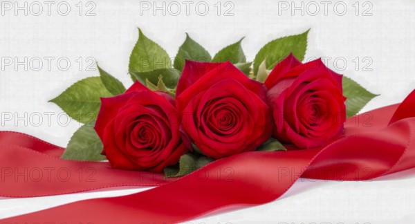 A vibrant image of three red roses, accompanied by green leaves and a flowing red ribbon against a white background, AI generated