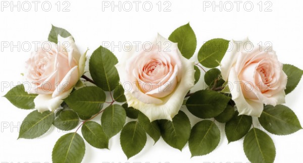 A beautiful floral arrangement featuring three delicate pink roses, accented by vibrant green leaves, set against a clean white background, AI generated