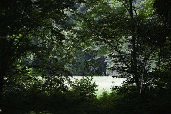 Dense forest opens up to bright, sunny meadow, surrounded by shade Hardegg Thayatal Lower Austria Austria