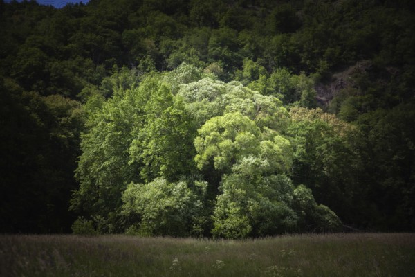 Dense treetops illuminated by the sun in a peaceful wooded area Hardegg Thayatal Lower Austria Austria