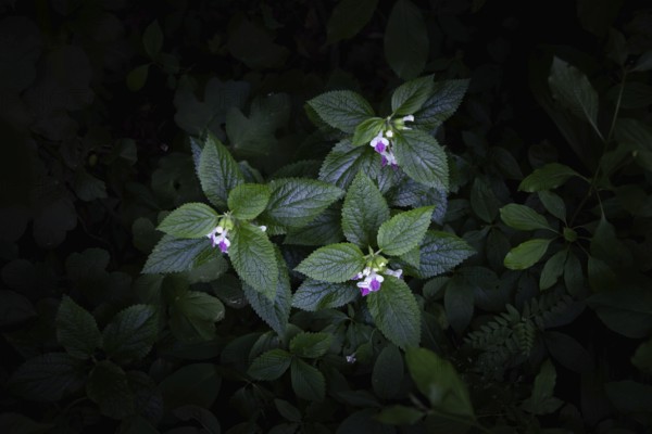 Pink flowers and leaves in the dark forest strobilanthes crispa Otter heads Schiefteller Waldviertel Lower Austria Austria