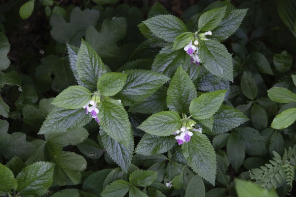 Plants with small pink flowers in green foliage strobilanthes crispa Otter heads Schiefteller Waldviertel Lower Austria Austria
