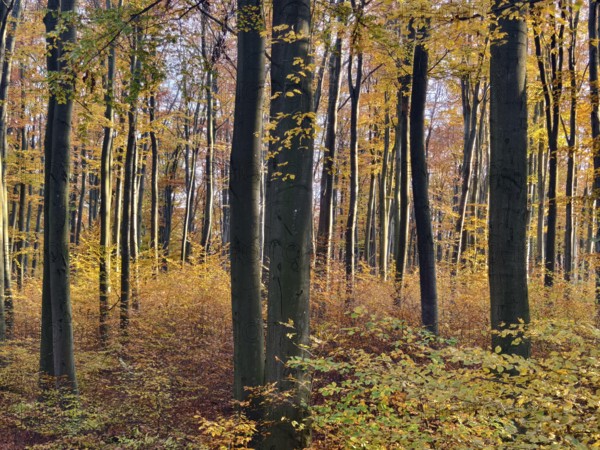 Trees in an autumnal forest with golden leaves Waldviertel Lower Austria Austria