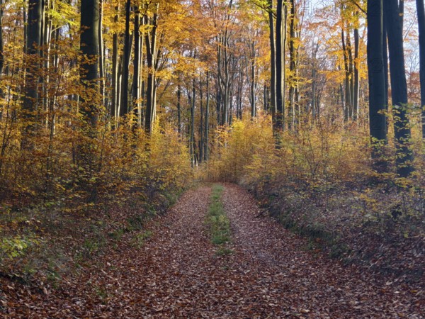 A forest path lined with autumnal trees Waldviertel Lower Austria Austria