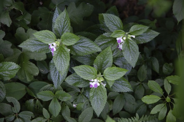 Plants with pink flowers in the forest strobilanthes crispa Otter heads Schiefteller Waldviertel Lower Austria Austria