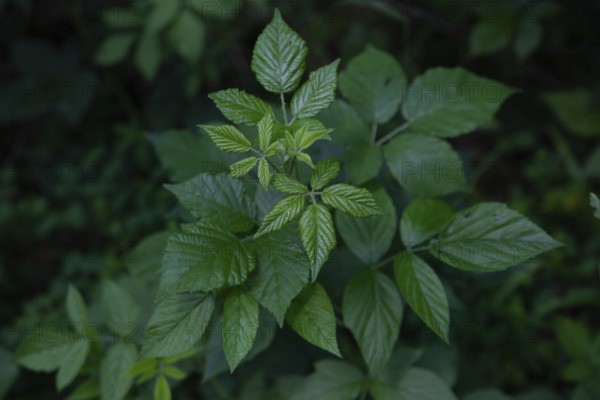 Close-up of green leaves in the forest Blackberry leaves Waldviertel Lower Austria Austria