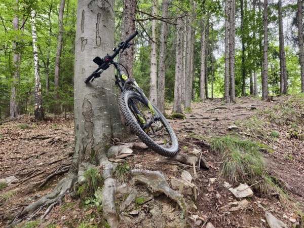 Mountain bike leaning against a tree with visible roots Styria Austria