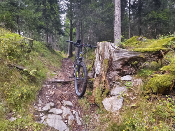 Bicycle next to a tree stump on a mossy forest path Styria Austria