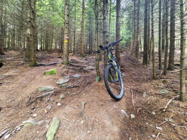 Mountain bike on an earthy forest path surrounded by slender trees Styria Austria