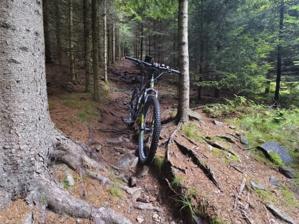 Mountain bike on a rooted forest path between tall trees Styria Austria