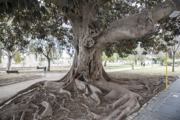 Rubber tree 'Ficus Macrophylla' by the road in Valencia