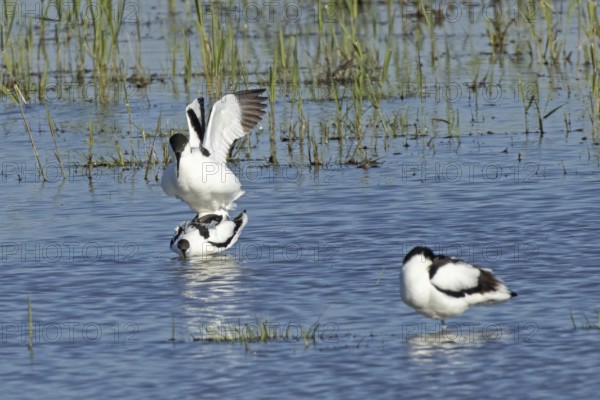 Avocet two birds mating in water standing on top of each other looking left, Lake Neusiedl, Burgenland, Austria