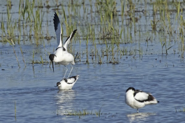 Avocet two birds mating in water standing on each other looking left, Lake Neusiedl, Burgenland, Austria