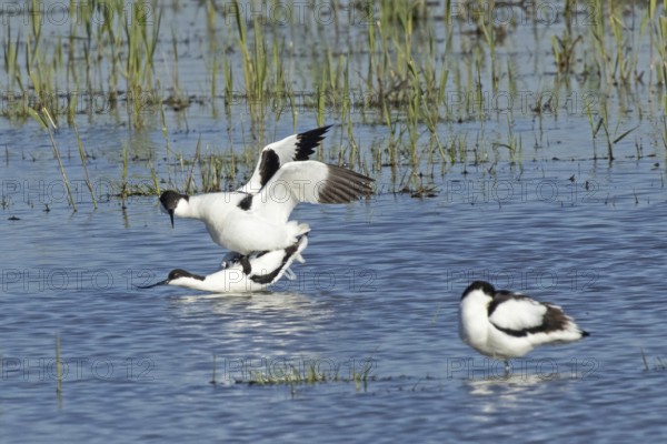 Avocet two birds mating in water standing on each other looking left, Lake Neusiedl, Burgenland, Austria