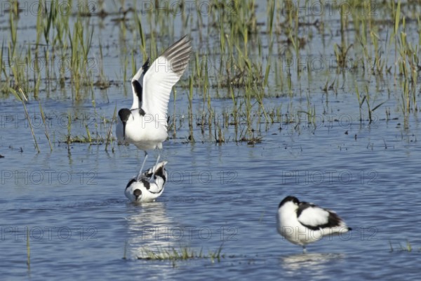 Avocet two birds mating in water standing on each other from the front, Lake Neusiedl, Burgenland, Austria