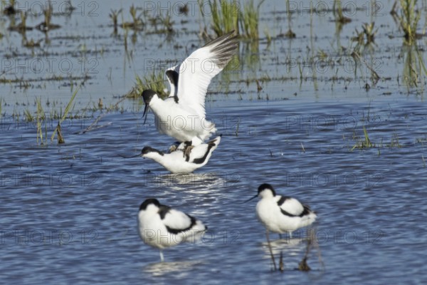 Avocet two birds mating standing in water looking left, Lake Neusiedl, Burgenland, Austria
