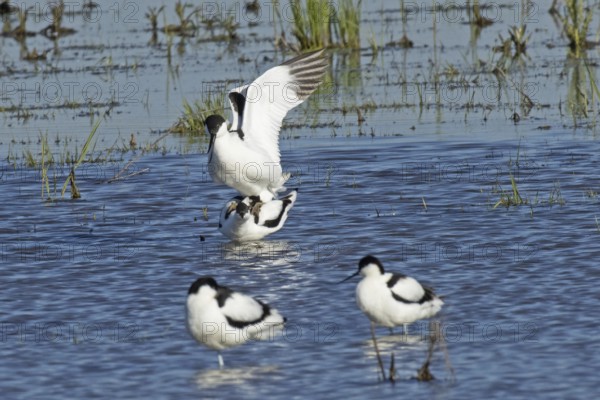 Avocet two birds mating standing in water looking left, Lake Neusiedl, Burgenland, Austria