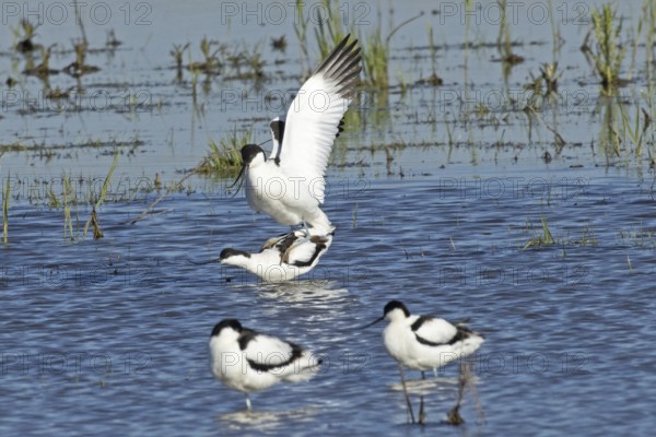 Avocet two birds mating standing in water looking left, Lake Neusiedl, Burgenland, Austria