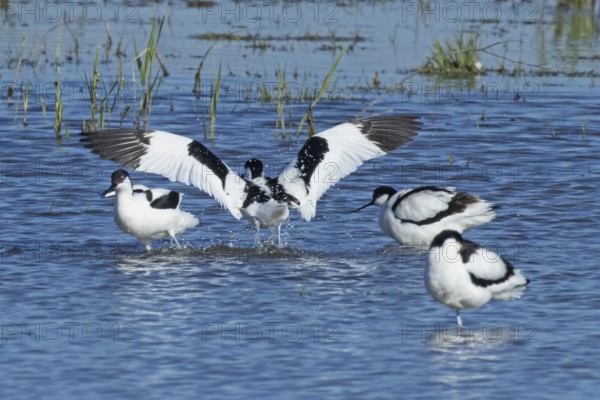 Avocet with open wings standing in water from behind and three birds standing in different positions, Lake Neusiedl, Burgenland, Austria