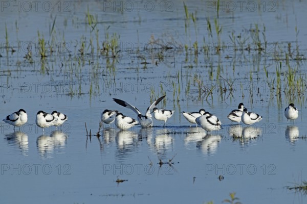 Avocet twelve birds standing next to each other in water looking differently, Lake Neusiedl, Burgenland, Austria