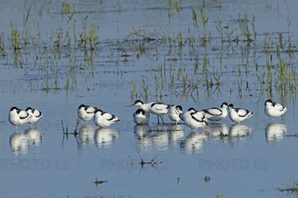 Avocet twelve birds standing next to each other in water looking differently, Lake Neusiedl, Burgenland, Austria
