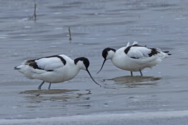 Avocet two birds standing in water facing each other, Lake Neusiedl, Burgenland, Austria