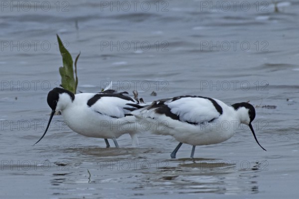 Avocet two birds standing in water looking differently, Lake Neusiedl, Burgenland, Austria