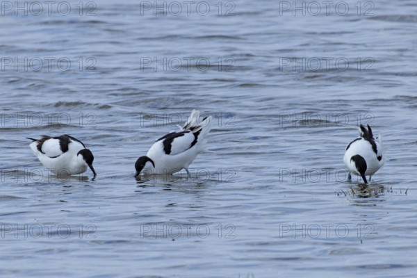 Avocet three birds standing in water looking differently, Lake Neusiedl, Burgenland, Austria